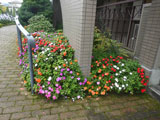 素敵なお花