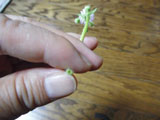 ハルジオンの茎